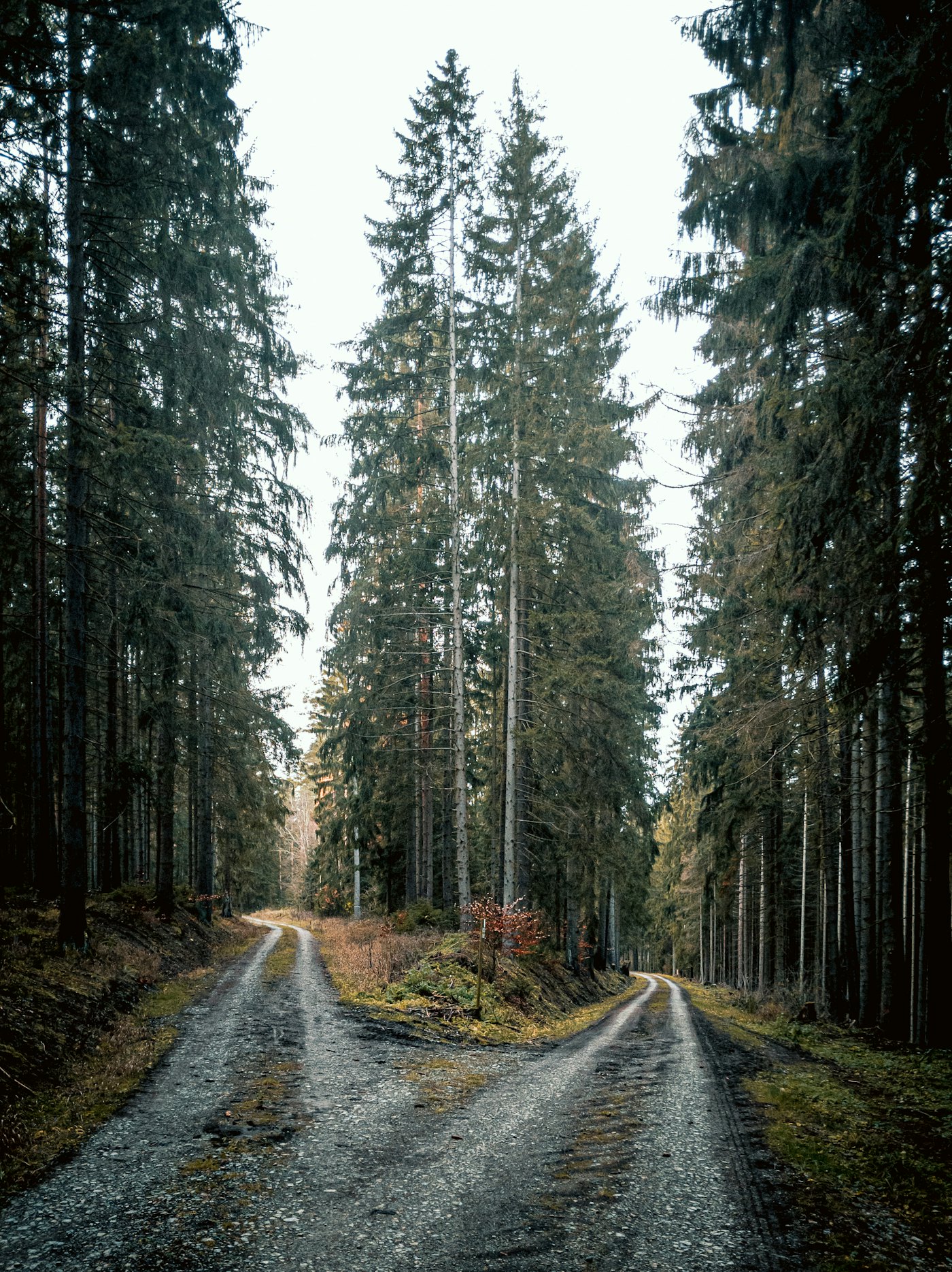 A gravel path forking into two directions through a quiet forest