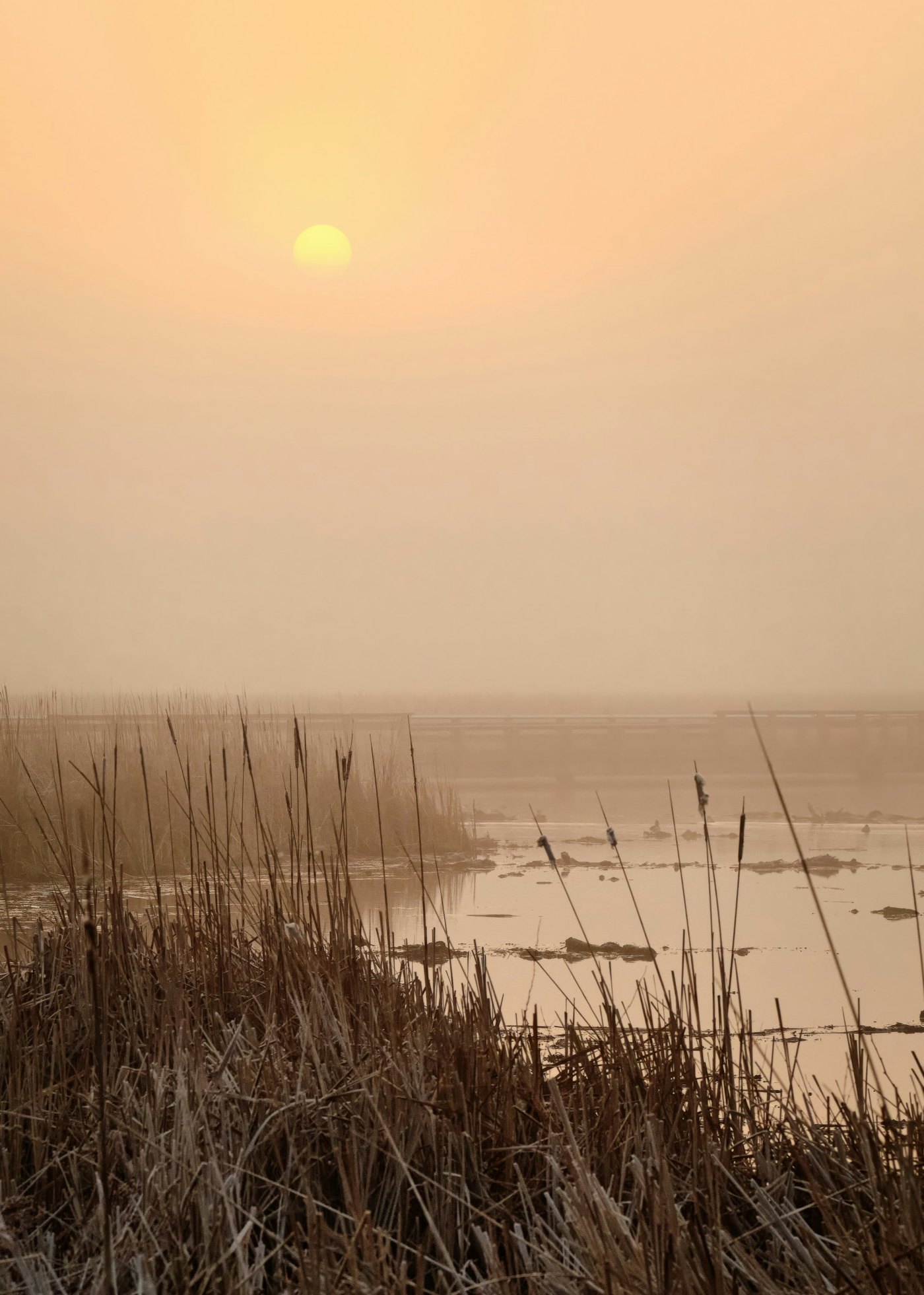 A misty golden sunrise over a calm marsh with tall reeds, a peaceful scene for reflecting on Bible verses about anxiety